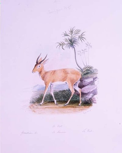 Kob by James Edwin Edward Dawe, from 