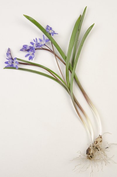 Botanical board, Glory of the Snow by Augustus Kollner