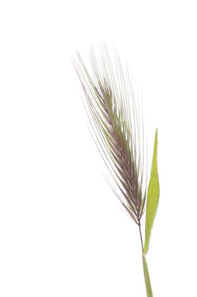 Rat barley by Augustus Kollner