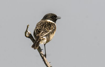 Common Stonechat by Augustus Kollner