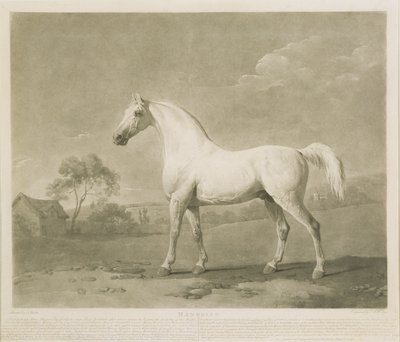 Mambrino, after George Stubbs by Charles Howard Hodges