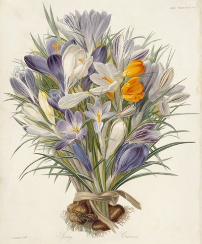 Spring Crocuses, from Transactions of the Horticultural Society, London, vol VII, 1830 by Charles John Robertson