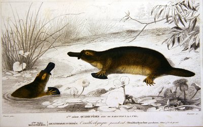 Platypi, illustration from 