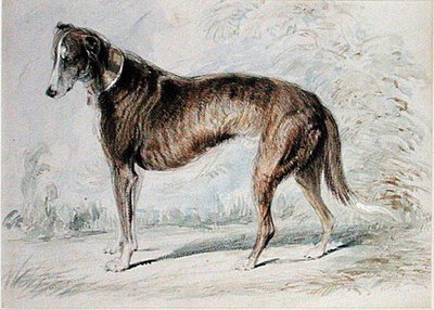 Lurcher by Charles Landseer