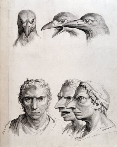 Profiles of Bird and Man-Bird - by Lebrun, in Treats of the Physiognomy of Man Compared to That of Animals by Charles Le Brun