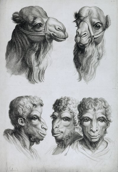 Similarities Between the Head of a Camel and a Man, from 