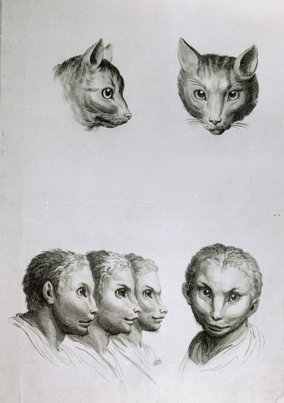 Similarities Between the Head of a Cat and a Man, from 