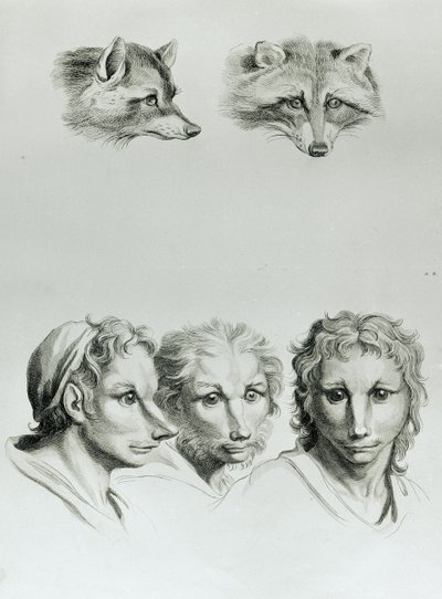 Similarities Between the Head of a Fox and a Man, from 
