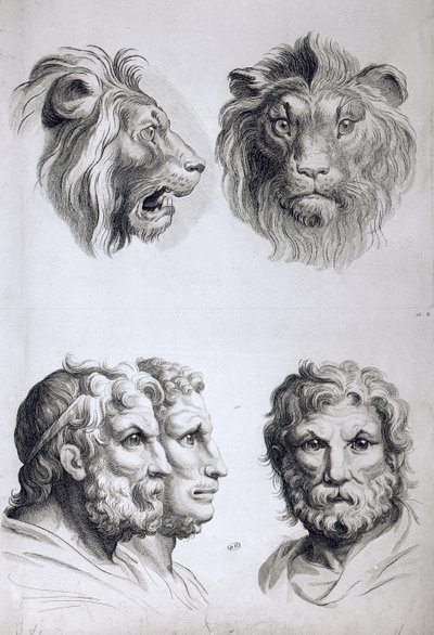 Similarities Between the Head of a Lion and a Man by Charles Le Brun