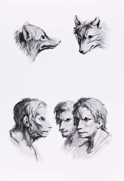 Similarities Between the Head of a Wolf and a Man, from 