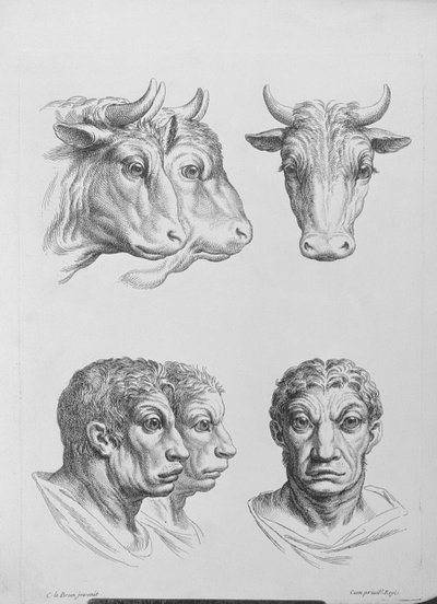 Similarities Between the Head of an Ox and a Man, from 
