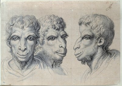 Studies of three heads of men recalling the physiognomy of the camel by Charles Le Brun