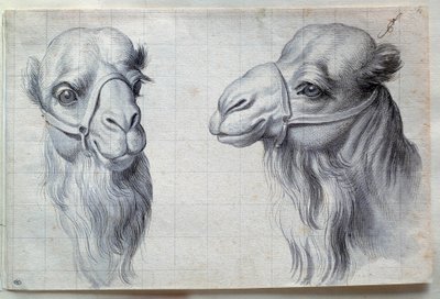 Studies of Two Camel Heads. 17th Century. Paris, Louvre Museum by Charles Le Brun