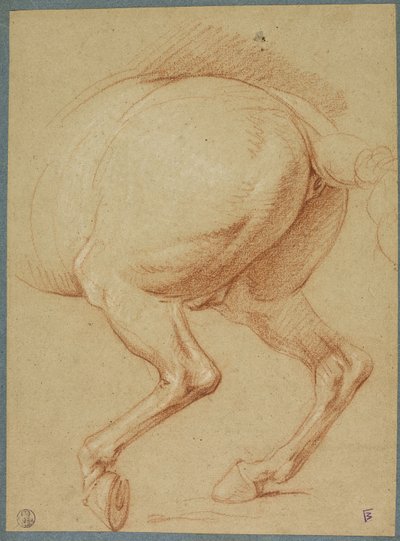 The Hind Legs of a Horse by Charles Le Brun