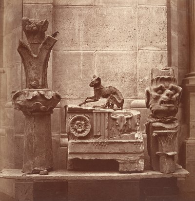 The Mummified Cat found in the excavations of Saint-Germain-en-Laye by Charles Marville