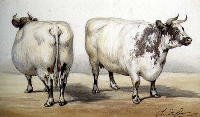 Study of Two Long-horned Cows by Charles Oliver de Penne
