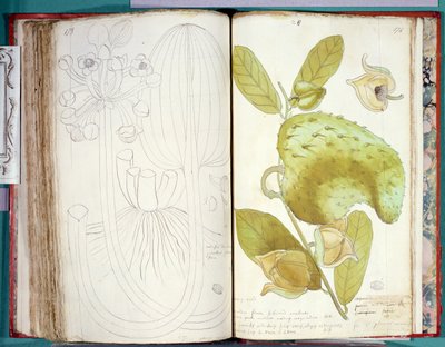 Cardamom, from a Manuscript on Plants of the Antilles and Santo Domingo by Charles Plumier