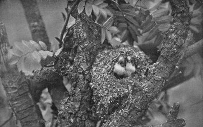 Young Long-Tailed Tits, Looking Out of Nest, c1882, 1912 by Charles Reid