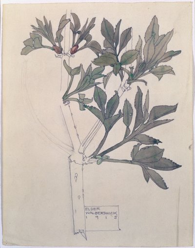 Elder, Walberswick, 1915 by Charles Rennie Mackintosh