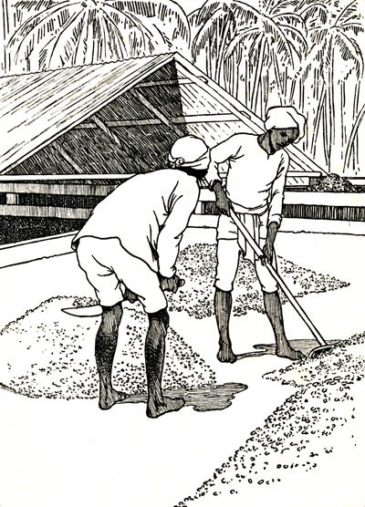 Drying the Cocoa by Charles Robinson