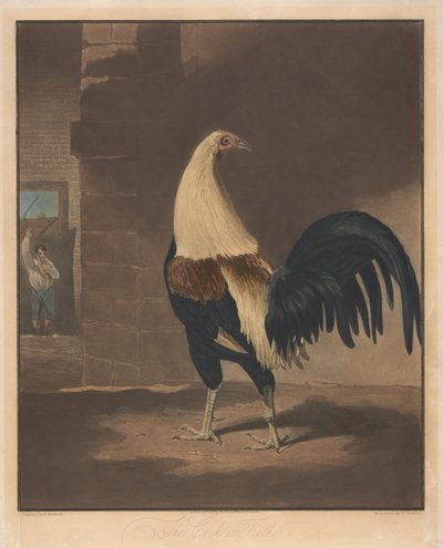 Cock Fighting: The Cock in Feather by Charles Turner