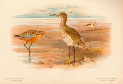Bar-Tailed Godwit Limosa rufa, Common Redshank Totanus by Charles Whymper