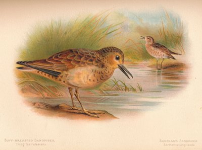 Buff-Breasted Sandpiper Tringites rufescens, Bartram