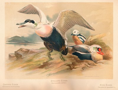 Common Eider Somateria mollissima, Steller