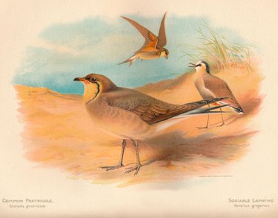 Common Pratincole Glareola pratincola, Sociable Lapwing Vanellus gregarius, 1900 by Charles Whymper