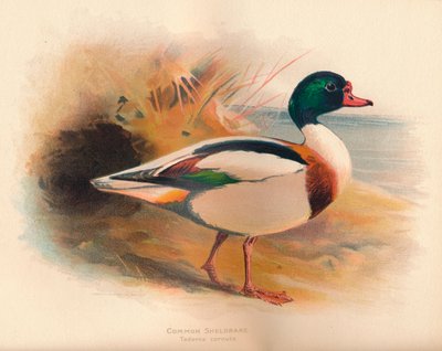Common Sheldrake by Charles Whymper