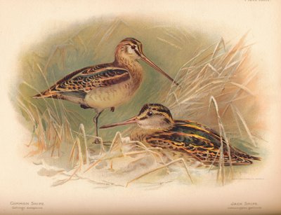 Common Snipe Gallinago scolopacina, Jack Snipe Limnocryptes gallinula, 1900 by Charles Whymper