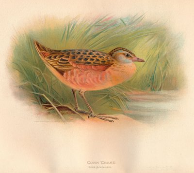 Corn Crake Crex pratensis, 1900 by Charles Whymper