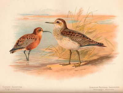 Curlew Sandpiper Tringa subarquata, Siberian Pectoral Sandpiper Heteropygia acuminata, 1900 by Charles Whymper