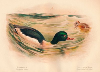 Goosander Merganser castor, Harlequin Duck Cosmonetta histrionica by Charles Whymper