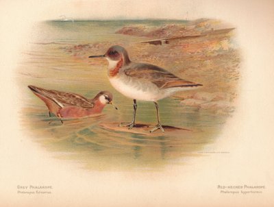 Grey Phalarope Phalaropus Fulicarius, Red-Necked Phalarope Phalaropus Hyperboreus by Charles Whymper