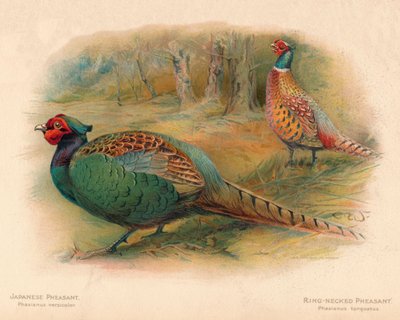 Japanese Pheasant Phasaianus versicolor, Ring-Necked Pheasant Phasaianus torquatus by Charles Whymper