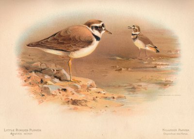 Little Ringed Plover Aegialitis minor, Killdeer Plover Oxyechus vociferus by Charles Whymper