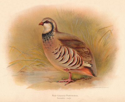 Red-Legged Partridge Caccabus rufa, 1900 by Charles Whymper