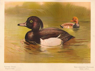 Tufted Duck Fuligata cristata, Red-Crested Pochard Netta rufina by Charles Whymper