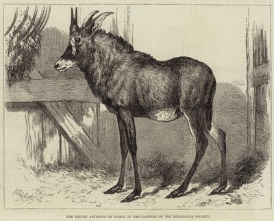 The Equine Antelope of Nubia, in the Gardens of the Zoological Society by Charles William Carter