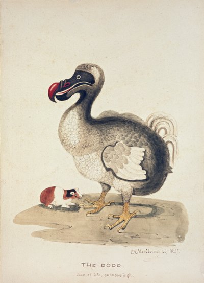 Study of a Dodo and a Guinea-pig by Charlotte Augusta Spencer Churchill