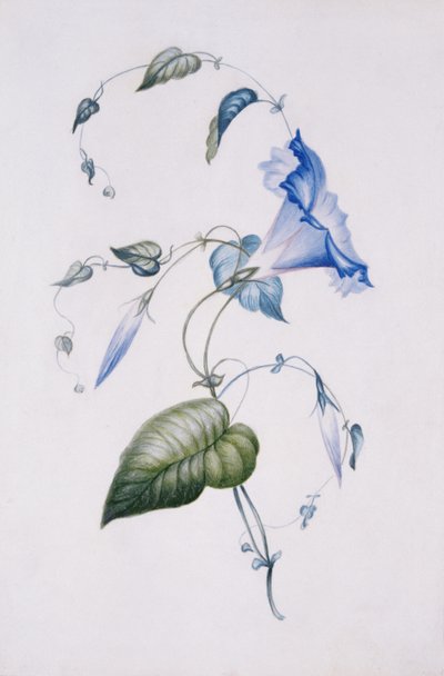 Blue convolvulus by Charlotte Bronte
