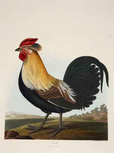 Cock, Phasianus, pub. 1835 by Charlotte Lousia Emily Perrott