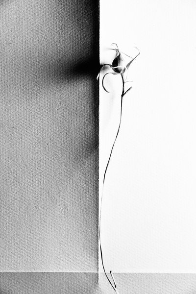 Delicate Plant Shadow by Chen Hongzhou