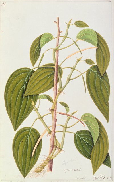 Betel Leaf, from Fifty-Five Drawings of Medicinal Plants of Malacca, Volume 1, c.1805-18 by Chinese School