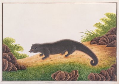 Binturong, from Drawings of Animals, Insects and Reptiles from Malacca, c.1805-18 by Chinese School