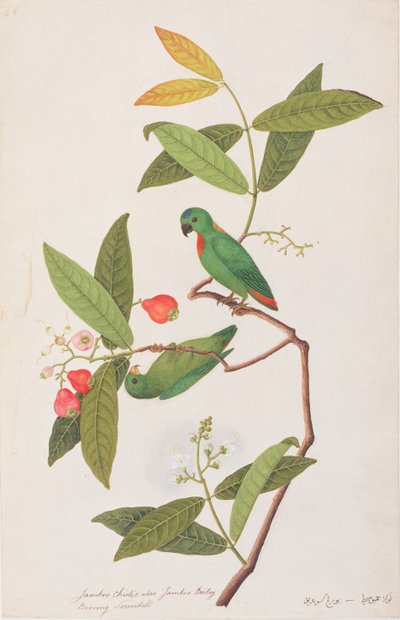 Blue-crowned Hanging Parrot, from Drawings of Birds from Malacca, c.1805-18 by Chinese School