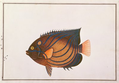 Blue-ringed Angelfish, from Drawings of Fishes from Malacca, c.1805-18 by Chinese School