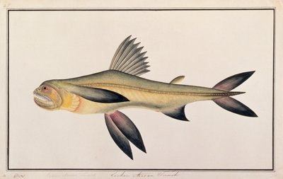 Bombay Duck, from Drawings of Fishes from Malacca, c.1805-18 by Chinese School