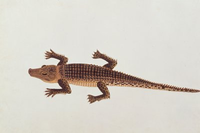 Boo-ay-ah Alligator, from Drawings of Animals, Insects and Reptiles from Malacca by Chinese School